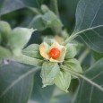 A new study of Ashwagandha by doctors in King George Medical University (KGMU), Lucknow reveals that the herb could also be a blessing for infertile men or couples unable to […]